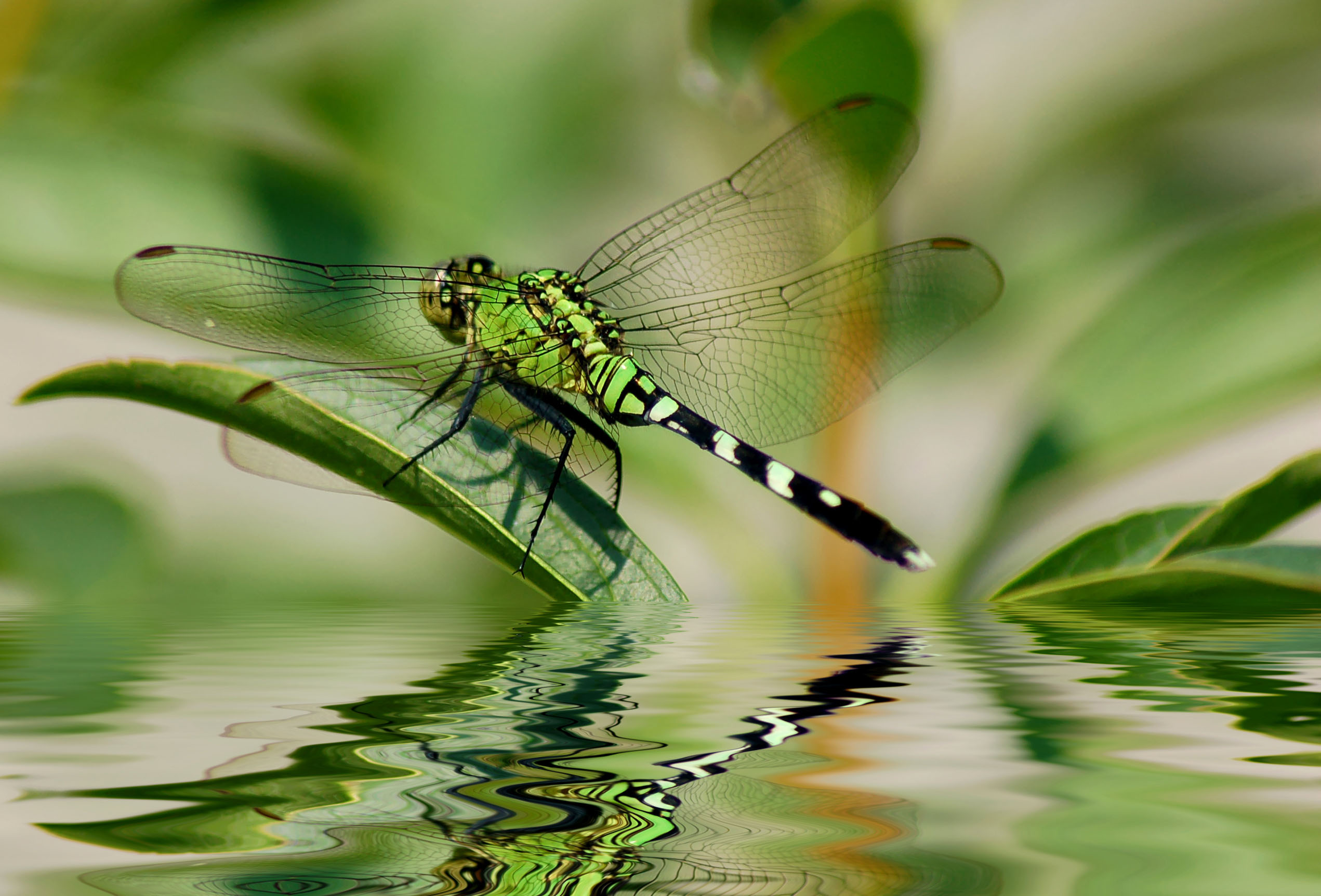 Bilder-Thread uh43048,1270747400,libelle