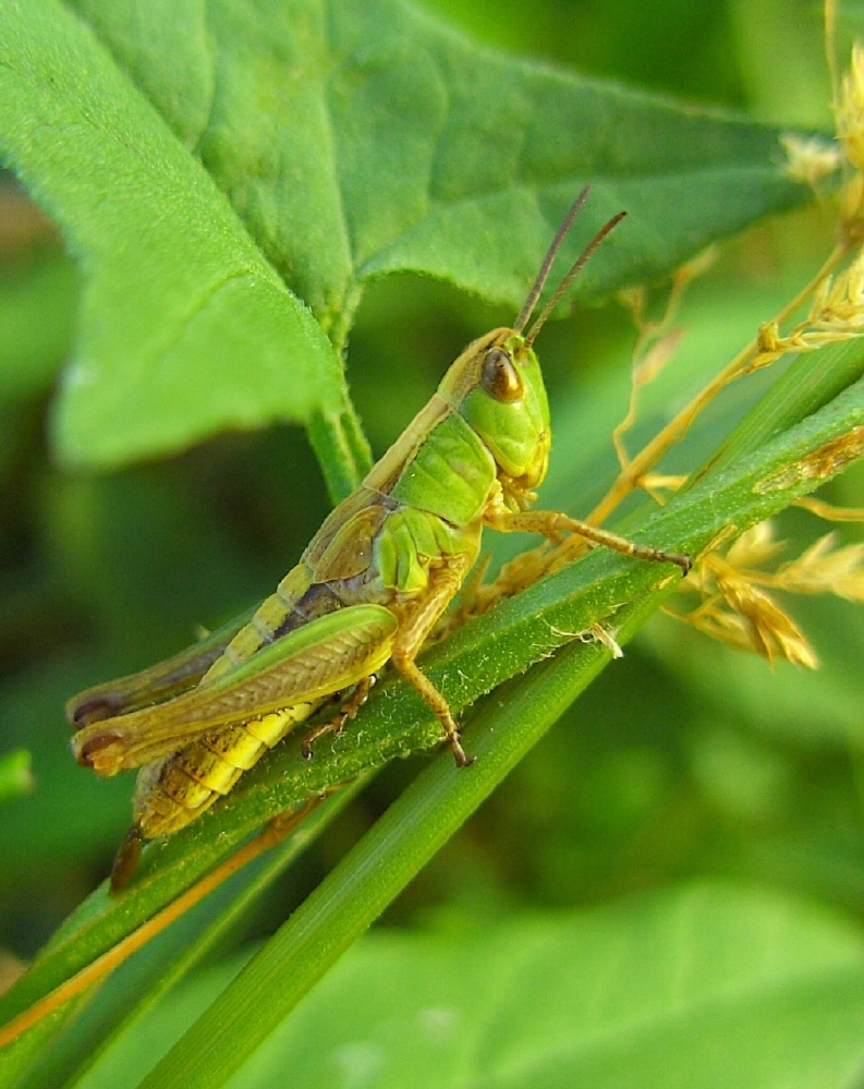Bilder-Thread uh43048,1270747461,insekten heuschrecken