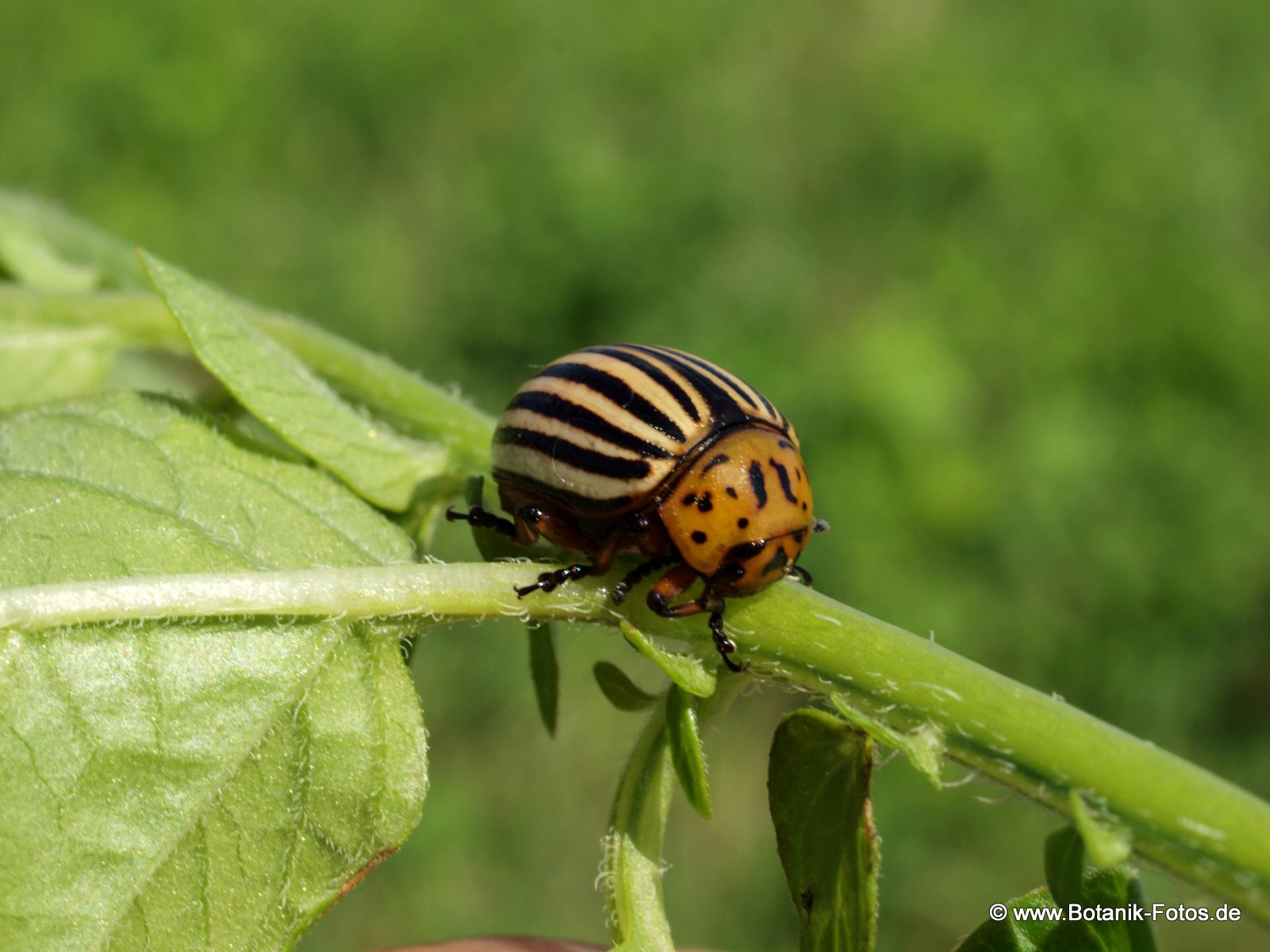 Bilder-Thread uh43048,1270747601,LeptinotarsadecemlineataKartoffelkC3A4ferBlattkC3A4ferChrysomelidae