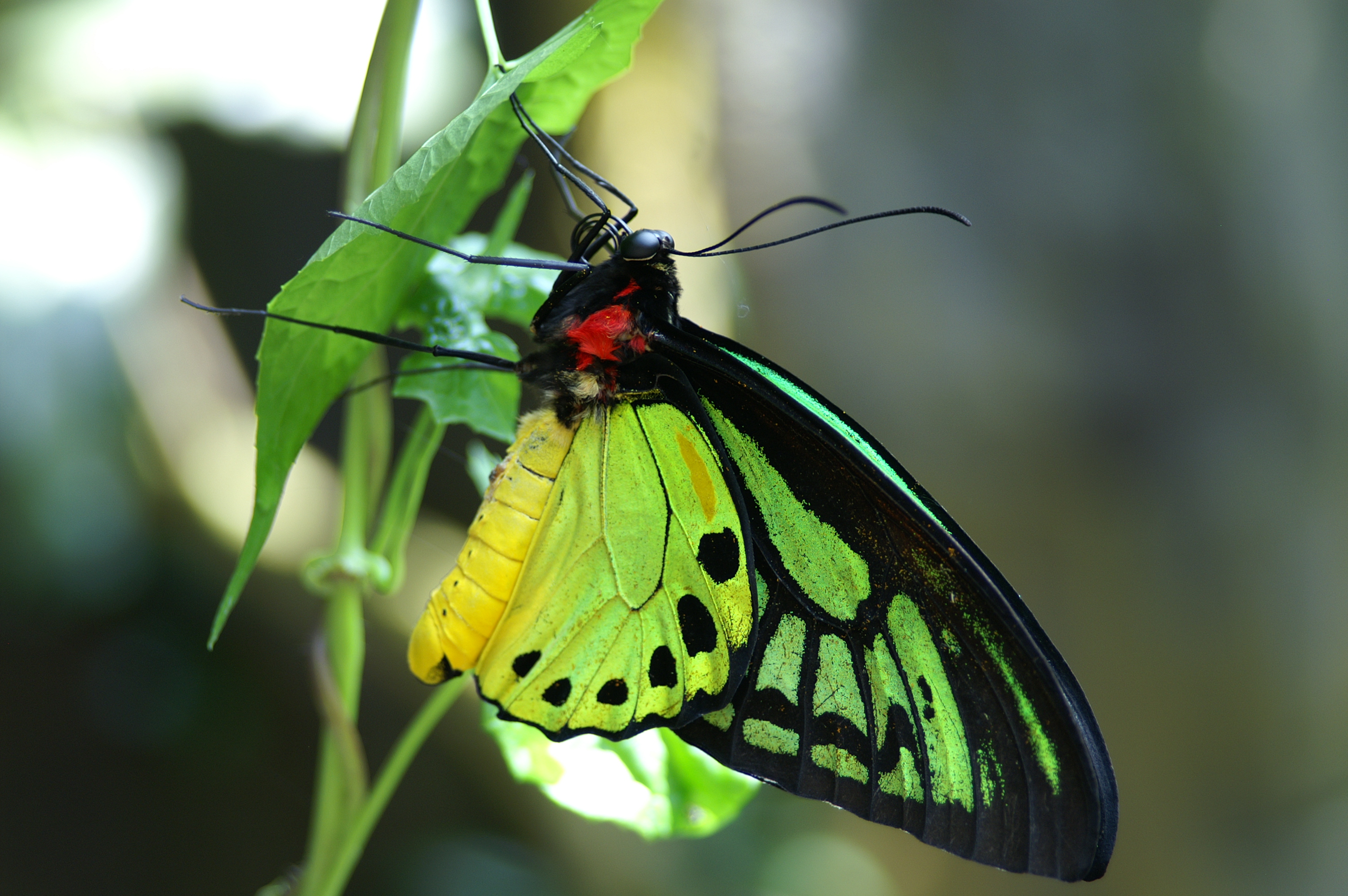 Bilder-Thread uh43048,1270747845,butterfly