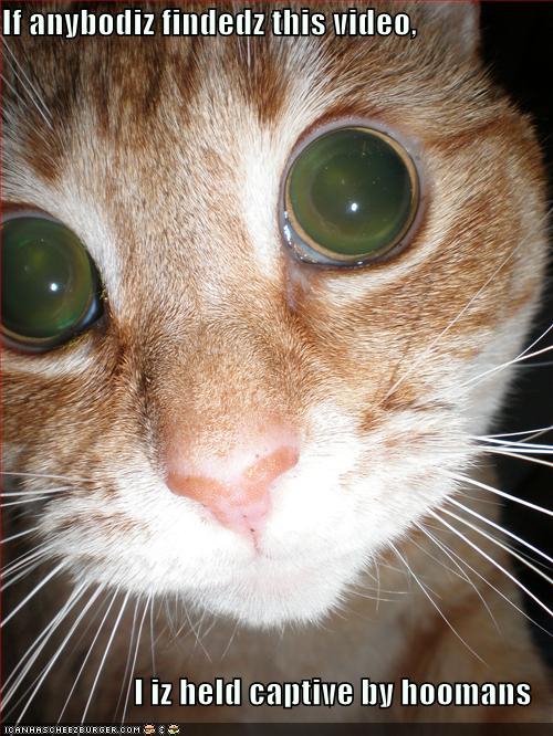 Bilder-Thread uh43048,1270886662,funny-pictures-cat-eyes-camera-flash-hostage