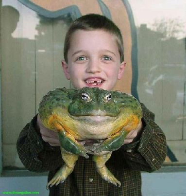 Bilder-Thread uh43048,1271163359,big frog