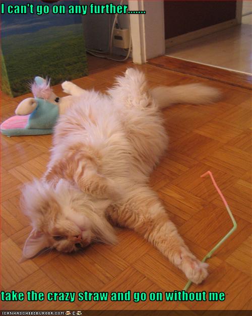 Bilder-Thread uh43048,1271324505,funny-pictures-cat-cannot-go-further