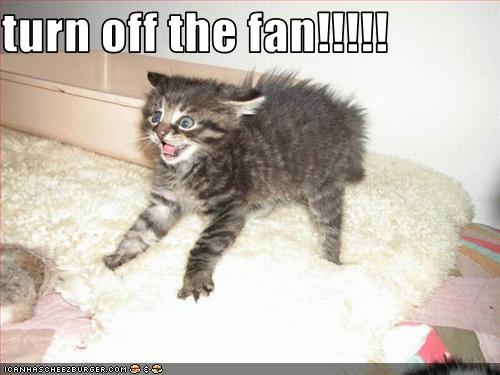 Bilder-Thread uh43048,1271324610,funny-pictures-kitten-hates-fan