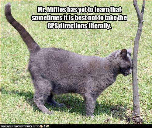 Bilder-Thread uh43048,1271324623,funny-pictures-cat-follows-directions
