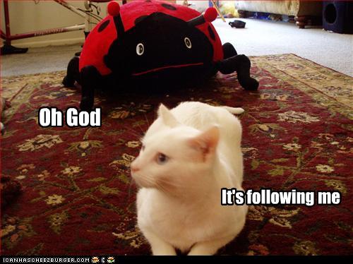 Bilder-Thread uh43048,1271324758,funny-pictures-cat-is-followed