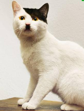 Bilder-Thread uh43048,1271445674,kitler