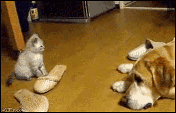 Bilder-Thread uh43048,1271517086,Kitten pounces dog