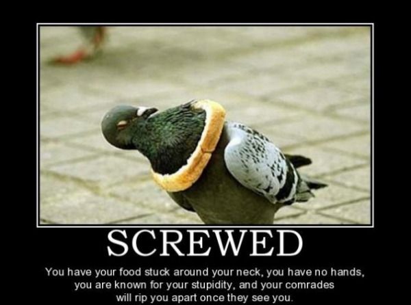 Bilder-Thread uh43048,1271775145,ihasafunny-screwed