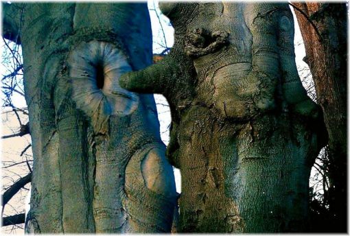 Bilder-Thread uh43048,1271933256,Natur-Hemmungslos-Mendelsche-Erbtheorie-dem-Baum-sein-510x510