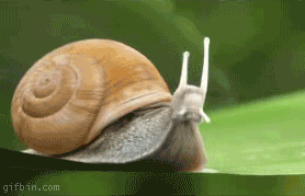 Bilder-Thread uh43048,1272400089,snail by luchkina