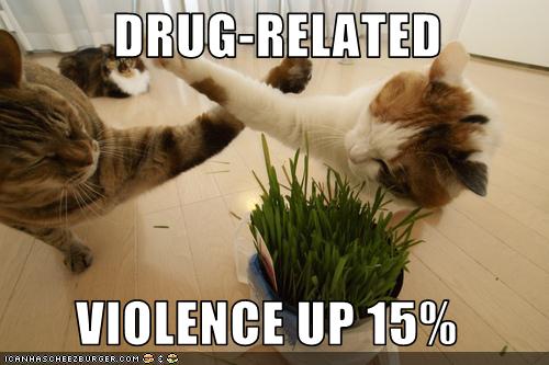 Bilder-Thread uh43048,1272591543,funny-pictures-cats-have-drug-related-violence