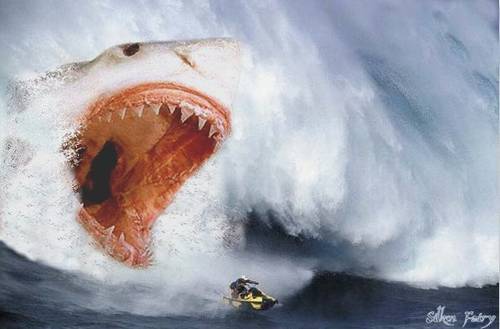 Bilder-Thread uh43048,1272724864,megalodon