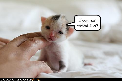 Bilder-Thread uh43048,1272972569,funny-pictures-kitten-wants-committee