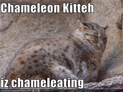 Bilder-Thread uh43048,1272972719,funny-pictures-cat-is-chameleon