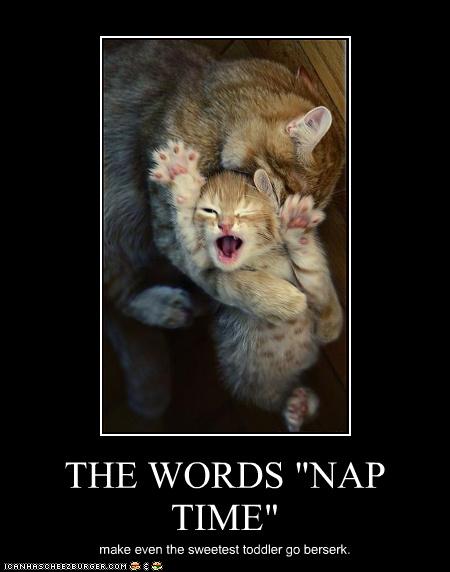 Bilder-Thread uh43048,1272972790,funny-pictures-kitten-has-naptime