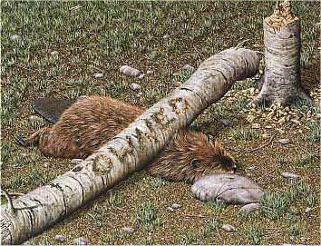 Bilder-Thread uh43048,1273105757,Owned-Beaver