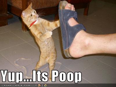 Bilder-Thread uh43048,1273224053,funny-pictures-cat-looks-at-shoe
