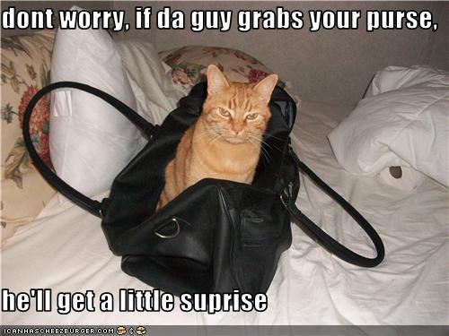 Bilder-Thread uh43048,1273224065,funny-pictures-cat-is-in-purse