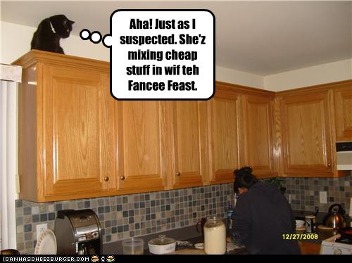Bilder-Thread uh43048,1273224081,funny-pictures-cat-has-suspicions