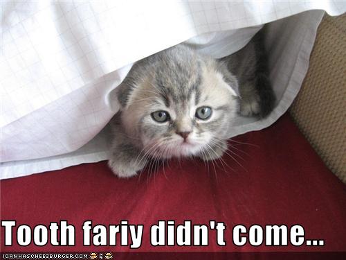 Bilder-Thread uh43048,1273224106,funny-pictures-kitten-was-not-visisted-by-fairy