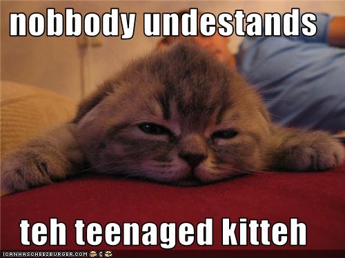Bilder-Thread uh43048,1273224144,funny-pictures-kitten-is-misunderstood
