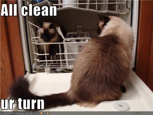 Bilder-Thread uh43048,1273224152,funny-pictures-cat-cleaned-dishes