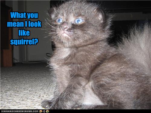 Bilder-Thread uh43048,1273224189,funny-pictures-kitten-looks-like-squirrel