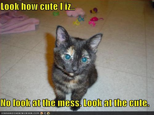Bilder-Thread uh43048,1273224210,funny-pictures-kitten-is-cute