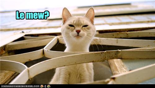 Bilder-Thread uh43048,1273474896,funny-pictures-french-cat-meows