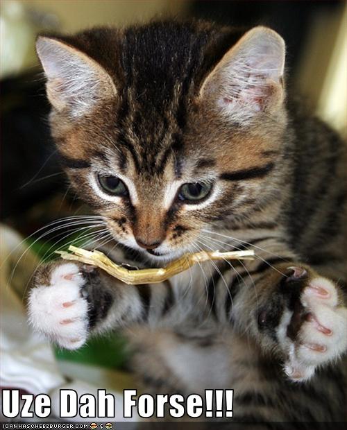 Bilder-Thread uh43048,1273668741,funny-pictures-kitten-uses-force