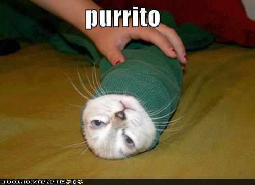 Bilder-Thread uh43048,1273668751,funny-pictures-cat-is-wrapped-like-burrito