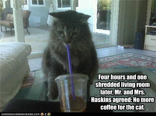 Bilder-Thread uh43048,1273668785,funny-pictures-cat-had-coffee