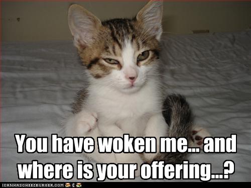 Bilder-Thread uh43048,1274276871,funny-pictures-cat-wants-offering