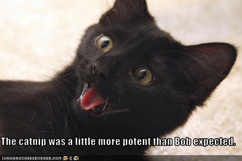Bilder-Thread uh43048,1274276932,funny-pictures-cat-had-potent-catnip