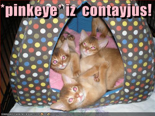 Bilder-Thread uh43048,1274276956,funny-pictures-kittens-have-pink-eye
