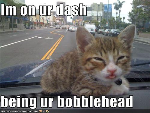Bilder-Thread uh43048,1274371350,funny-pictures-kitten-is-bobblehead