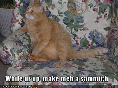 Bilder-Thread uh43048,1274452659,funny-pictures-cat-wants-sandwich