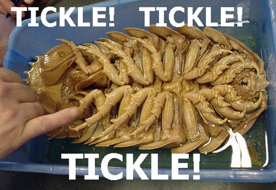 Bilder-Thread uh43048,1274717814,FunnyPicturesPart24 4
