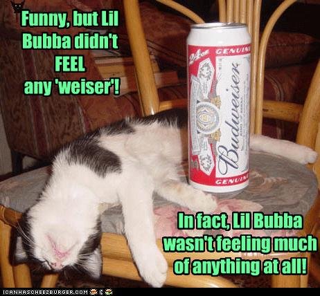 Bilder-Thread uh43048,1274860246,funny-pictures-cat-is-drunk