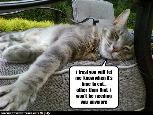 Bilder-Thread uh43048,1274860261,funny-pictures-cat-relaxes-outside