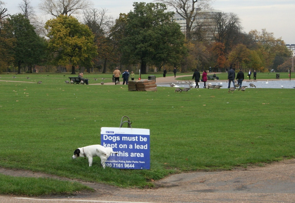 Bilder-Thread uh43048,1274883692,hundpisst.jpg.scaled.1000