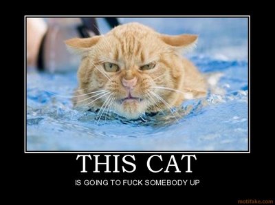 Bilder-Thread uh43048,1274911449,catwillfuckyouup