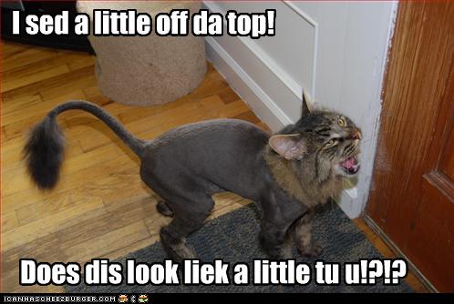 Bilder-Thread uh43048,1274946364,funny-pictures-cat-is-angry-about-haircut
