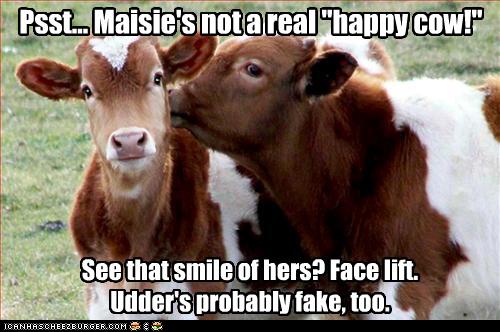 Bilder-Thread uh43048,1274946395,funny-pictures-cow-is-not-happy