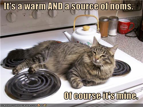 Bilder-Thread uh43048,1274946413,funny-pictures-cat-claims-stove