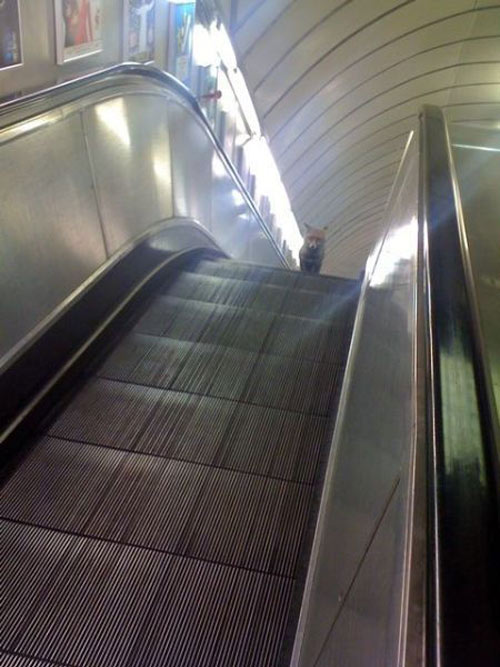 Bilder-Thread uh43048,1275250207,fox-in-subway