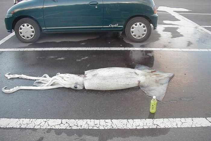 Bilder-Thread uh43048,1275250519,hai-squid