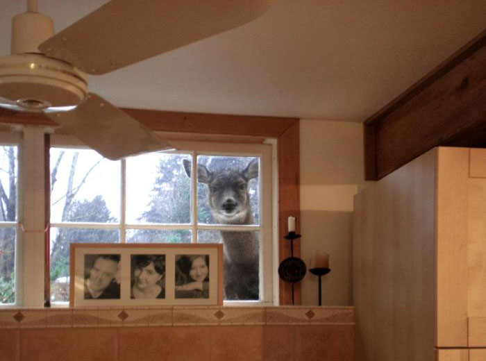 Bilder-Thread uh43048,1275250700,animal-photobomber
