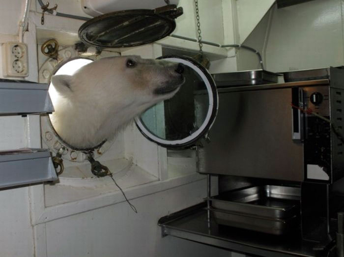 Bilder-Thread uh43048,1275251240,bear-sandwich